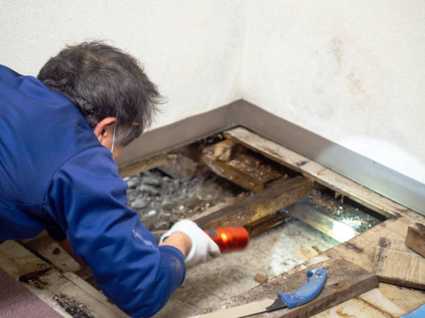 Trusted Sheridan, OR Mold Removal Experts