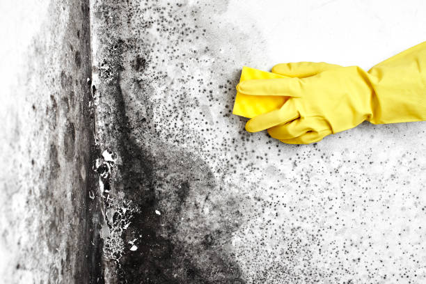 Best Mold Damage Repair  in Sheridan, OR