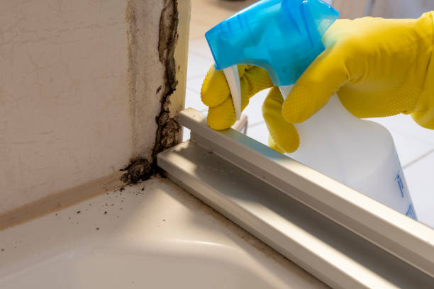 Best Commercial Mold Removal  in Sheridan, OR