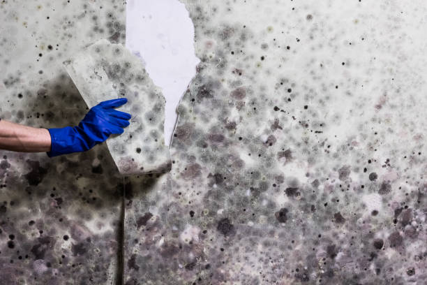 Crawl Space Mold Removal in Sheridan, OR